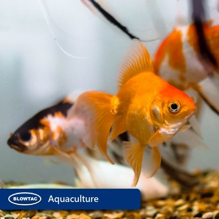 Oxygen supply for fish tanks and ponds.