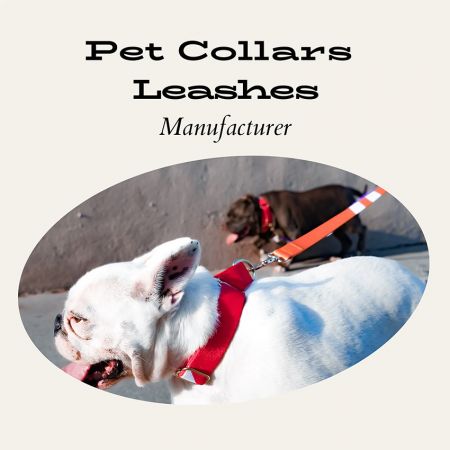 Pet Collars & Leashes - Custom collar and leash