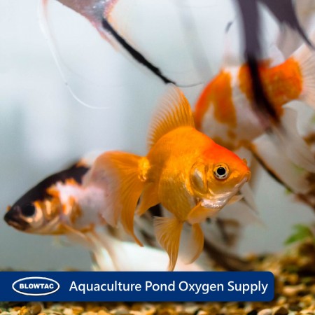 Aquaculture Pond Oxygen Supply