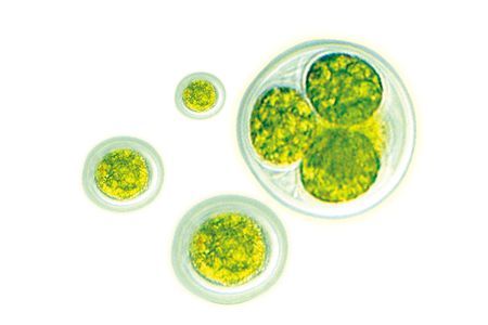 What is Chlorella Growth Factor (CGF)?