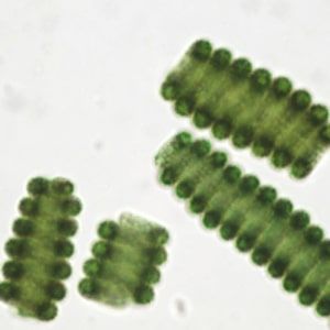 Mikroalgi Spirulina uprawiane w rodzimym środowisku