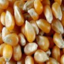 Oplossing voor het malen en malen van maïs 