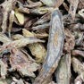 Scutellaria frees- en slijpoplossing 