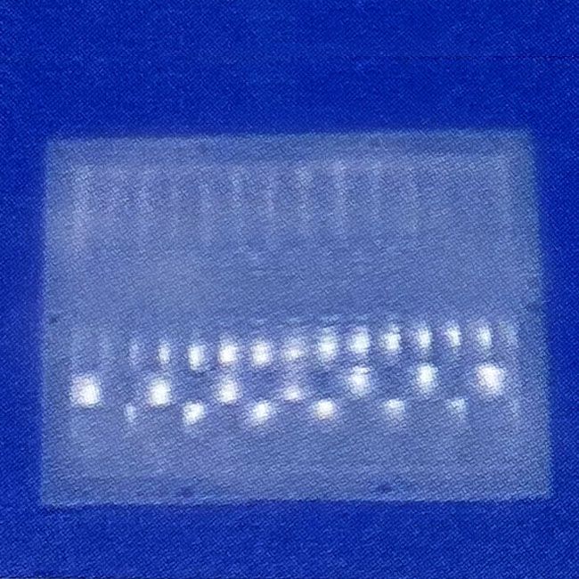 PIR Sensor Lens 60.7x42.4 mm Magnifying Glasses Supply ETay