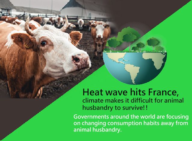 Heat wave hits France, climate makes it difficult for animal husbandry to  survive!! | Yung Soon Lih Food Machine News and Events | Yung Soon Lih Food  Machine Co., Ltd.