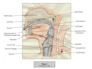 Intubationsposition