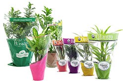 Fornitore di maniche di fiori per piante in vaso