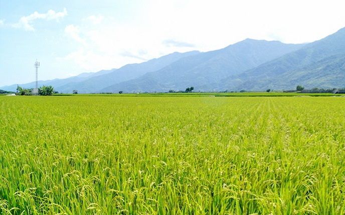 photo of rice fleld in Taiwan. Chun Yu Plastic is located in a main rice production county in Taiwan and delicated to protect our mother land.