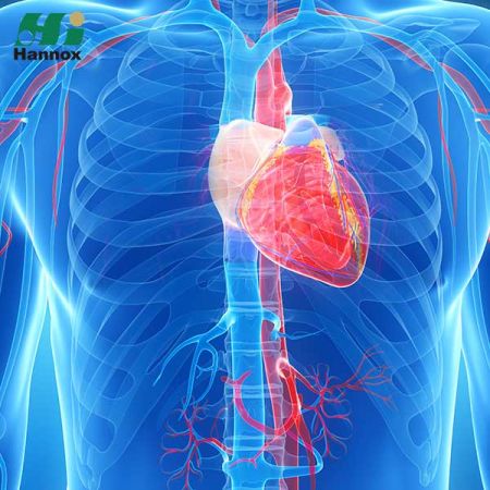 Herz-Kreislauf- und Stoffwechselprodukte - Herz-Kreislauf & Stoffwechsel