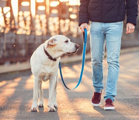 Pet leash with pet lead line