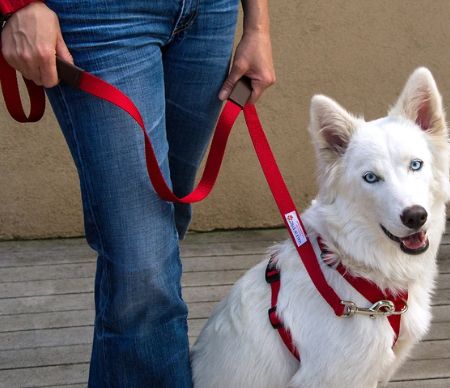 Pet leash with pet lead line and pet harness