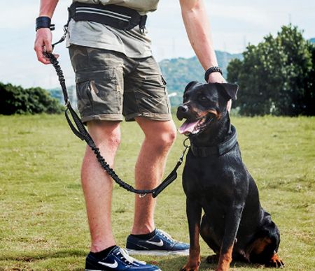 Pet leash with pet lead line and pet harness
